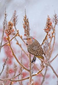 Northern flicker in the snow