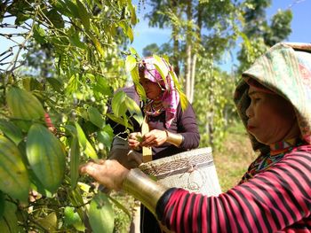 Close-up of farmers harvesting pepper at field