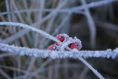 Close-up of frozen branch during winter