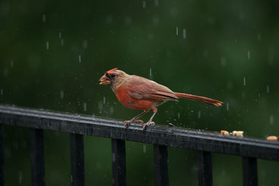 Close-up of cardinal perching on railing in rain