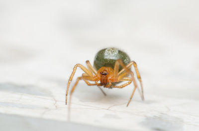 Close-up of spider on table