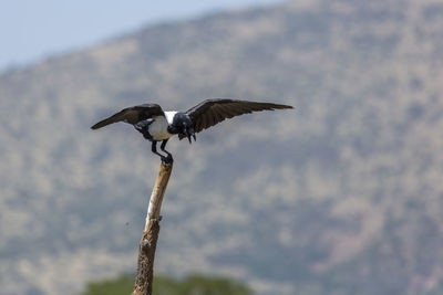 Low angle view of bird flying against sky