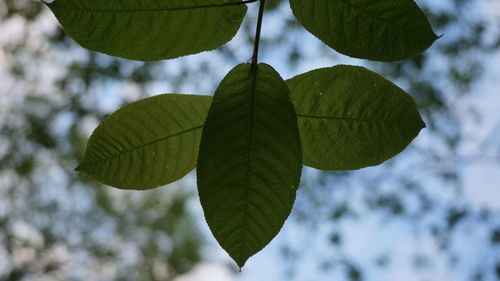 Low angle view of leaves on tree