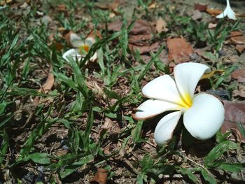 Close-up of crocus in field