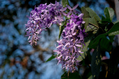 Close-up of purple flowering plant