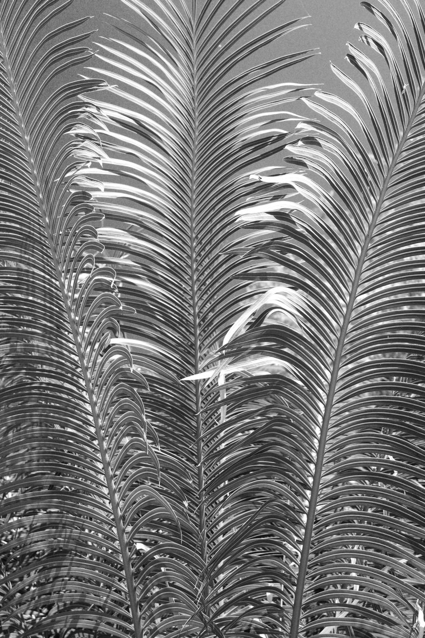 black and white, monochrome photography, monochrome, no people, pattern, full frame, line, backgrounds, palm tree, tree, nature, leaf, branch, close-up, palm leaf, plant, growth, plant part, day, outdoors, beauty in nature, tropical climate
