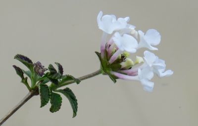 Close-up of white flowers
