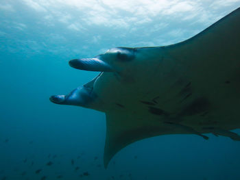 Manta ray swimming in sea