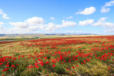 Scenic view of flowering plants on field against sky