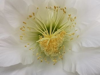 Close-up of white flower