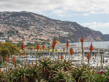 The city of funchal in portugal