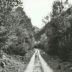 Road passing through trees