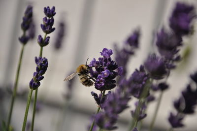 Close-up of bee pollinating on purple flower