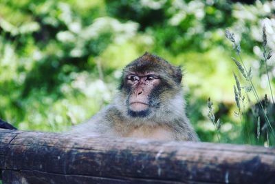 Portrait of monkey on tree