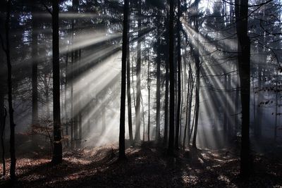 Close-up of trees in forest