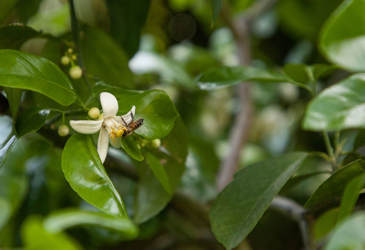 CLOSE-UP OF INSECT ON A PLANT