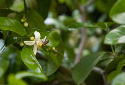 Close-up of insect on plant