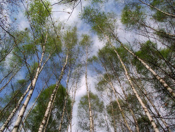 Low angle view of trees in forest against sky