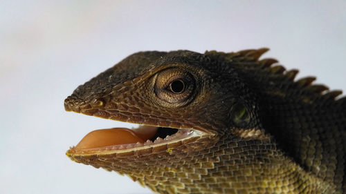 Close-up of lizard