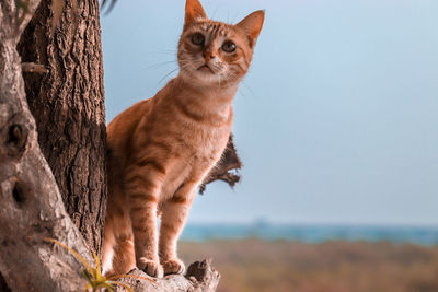 View of a cat looking away