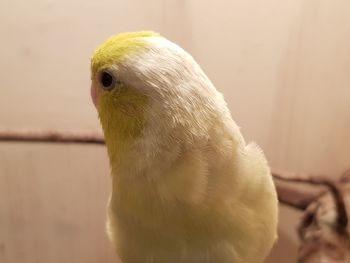 Close-up of a bird