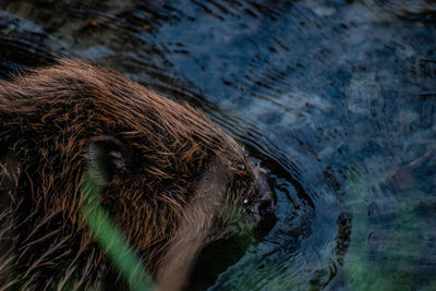 Close-up of a beaver 