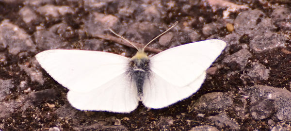 Close-up of butterfly on flower