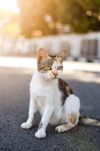 Portrait of cat sitting on road