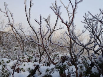 Snow covered trees against sky