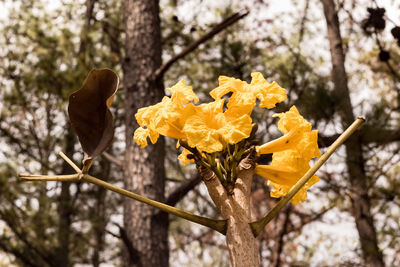 Close-up of yellow flowering plant