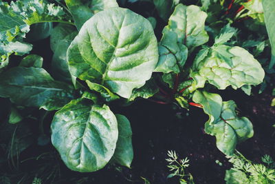 Close-up of green leaves on plant