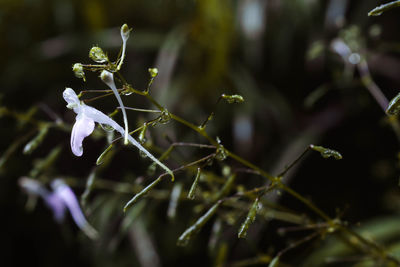 Close-up of purple flowering plant