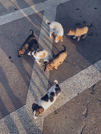 High angle view of dogs on street