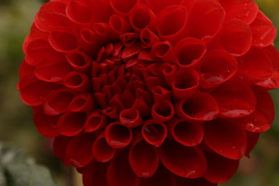 Close-up of red dahlia