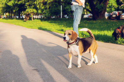 Low section of person with dog on road