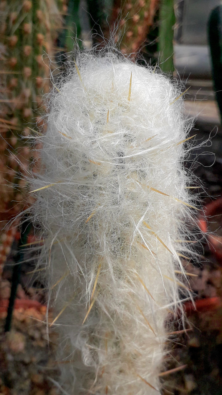HIGH ANGLE VIEW OF FEATHER ON PLANT