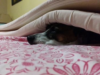 Close-up of dog relaxing on bed at home