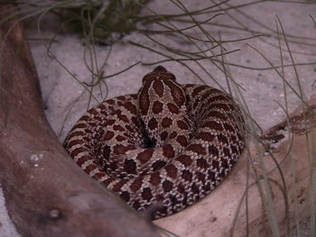High angle view of snake
