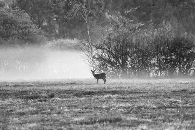 Horse standing in a field