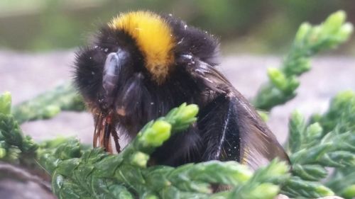 Close-up of insect on leaf