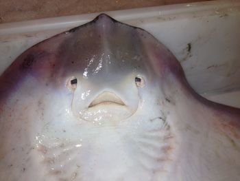 Close-up of fish swimming in water