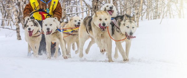Running sled dog team. kamchatka sled dog race beringia