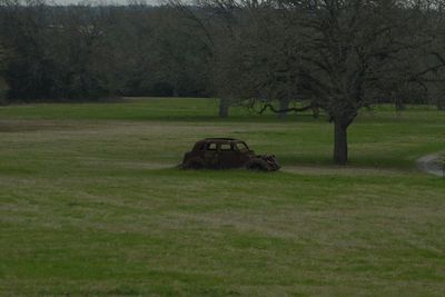 Trees on grassy field