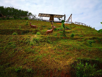 View of an animal on field