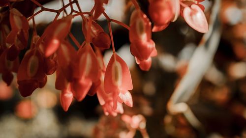 Close-up of red flowering plants