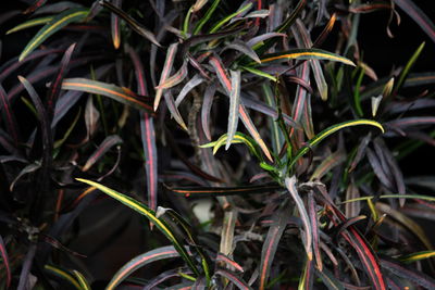 Full frame shot of plants