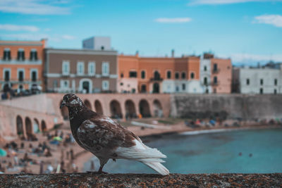 Seagull perching on retaining wall against buildings in city