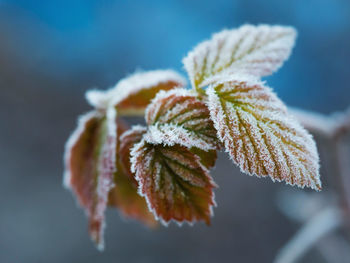 Close-up of frozen plant during winter
