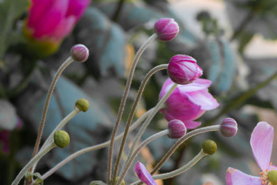 Close-up of pink flowering plant