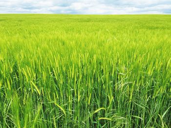 Scenic view of field against cloudy sky